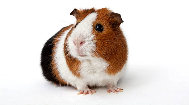 Rabbit Starter/ Guinea Pig Pellets