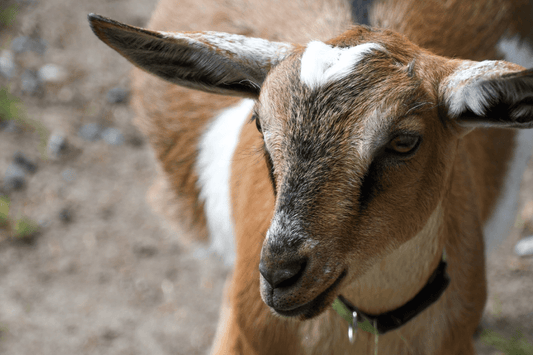 Goat Textured Feed, 15% Protein