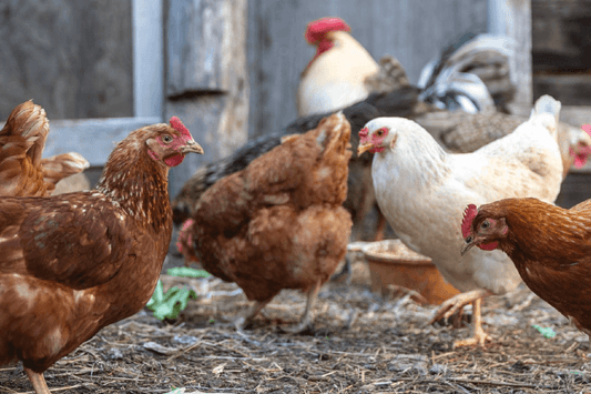 Enjoying our Chatterbox Grower Pellets. Ideal nutrition for growing birds. A complete food for healthy living as they mature. Cluck, wassup, fly-girls!