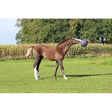 Jolly Ball 10" with Handle