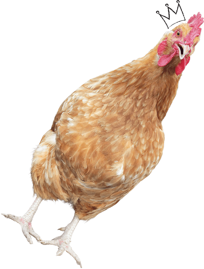 Looking for my Chatterbox Layer Pellets. Chirp! … Another egg! I am the greatest!
