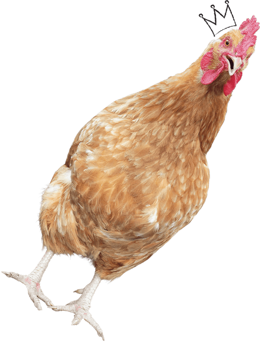 Looking for my Chatterbox Layer Pellets. Chirp! … Another egg! I am the greatest!