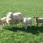 Sheep Specific by ISF
