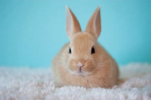 Rabbit Feed & Needs