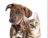 Dog and Cat Feed & Needs