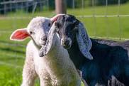 Goat and Sheep Feeds & Needs
