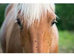 Fly and Insect Control