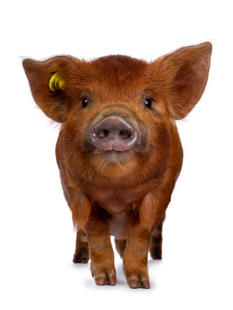 Kune/Mini-Pig, Heritage Pigs and Pig Feed & Needs