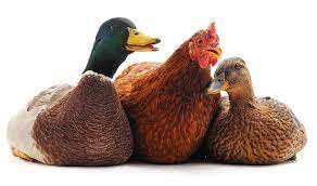 Poultry Feed & Needs