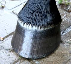 Hoof Health & Care