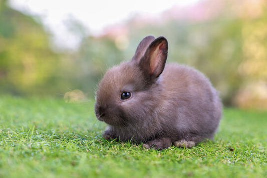 Rabbit Starter/ Guinea Pig Pellets