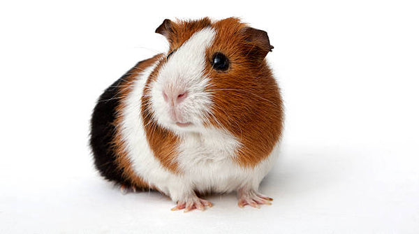 Rabbit Starter/ Guinea Pig Pellets