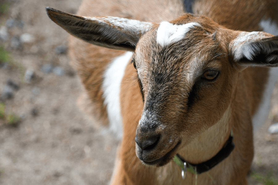 Goat Textured Feed, 15% Protein