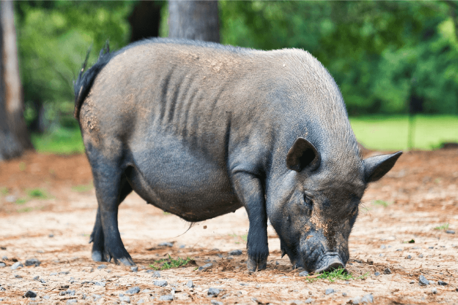 Mini Kune  Pig, Complete Adult Pellets - Ritchie-Smith Feeds