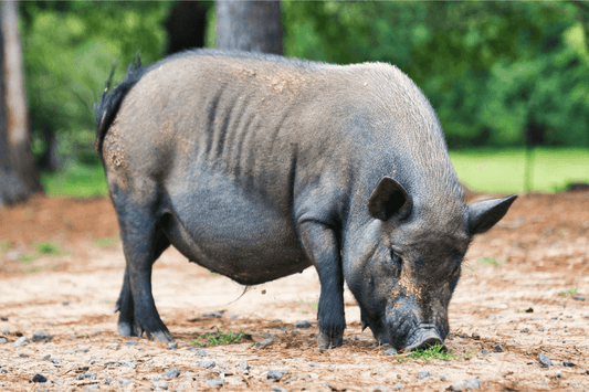 Mini Kune  Pig, Complete Adult Pellets - Ritchie-Smith Feeds