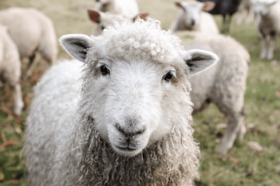 Sheep Textured Feed, 16% Protein