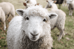 Sheep Textured Feed, 16% Protein 1