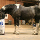 Total Equine® Feed