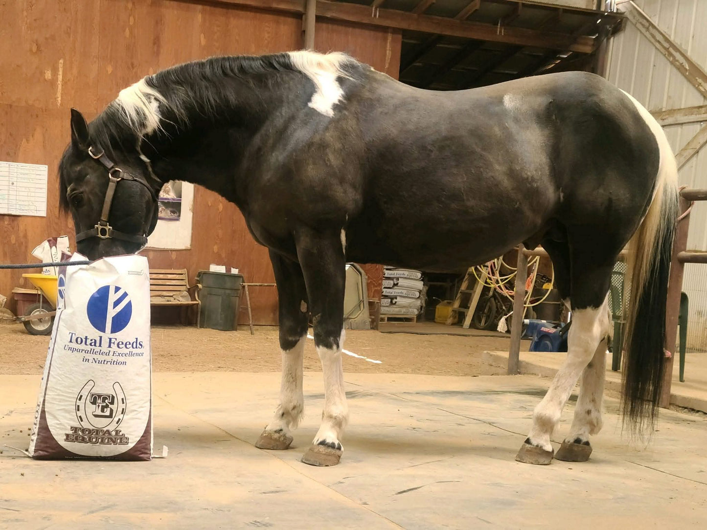 Total Equine® Feed