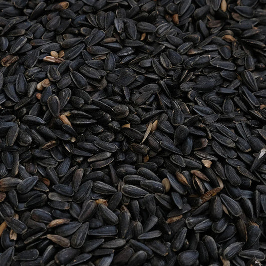 Black Oil Sunflower Seeds