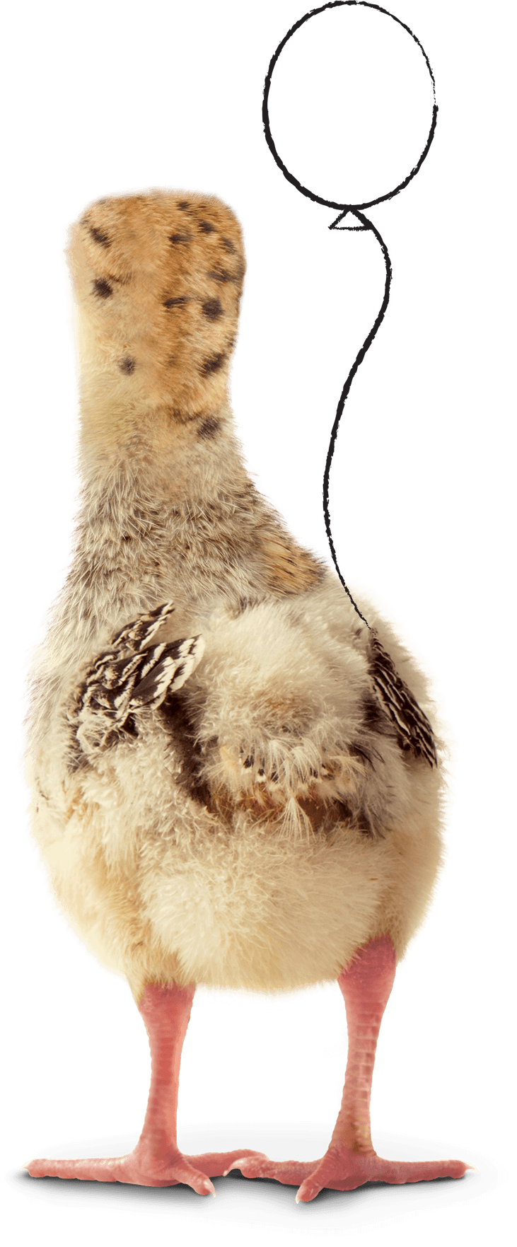 Chirp! Cheep! … Can’t wait to gobble once I get older!  