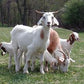 Goat Specific by ISF