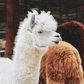Llama & Alpaca Pellets, Ritchie-Smith Feeds