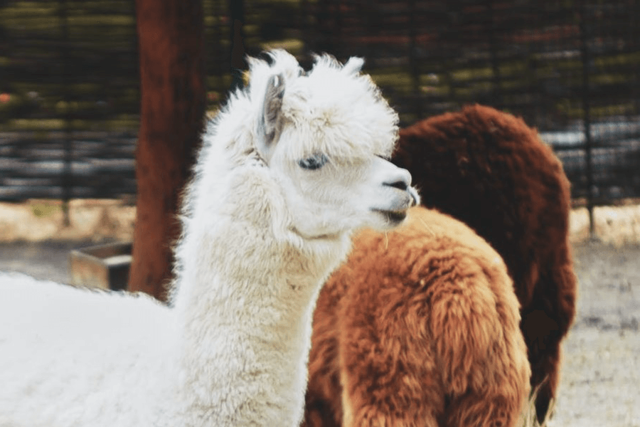 Llama & Alpaca Pellets, Ritchie-Smith Feeds