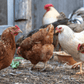 Poultry Grower Pellets by Chatterbox