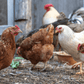Enjoying our Chatterbox Grower Pellets.  Ideal nutrition for growing birds. A complete food for healthy living as they mature.  Cluck, wassup, fly-girls!