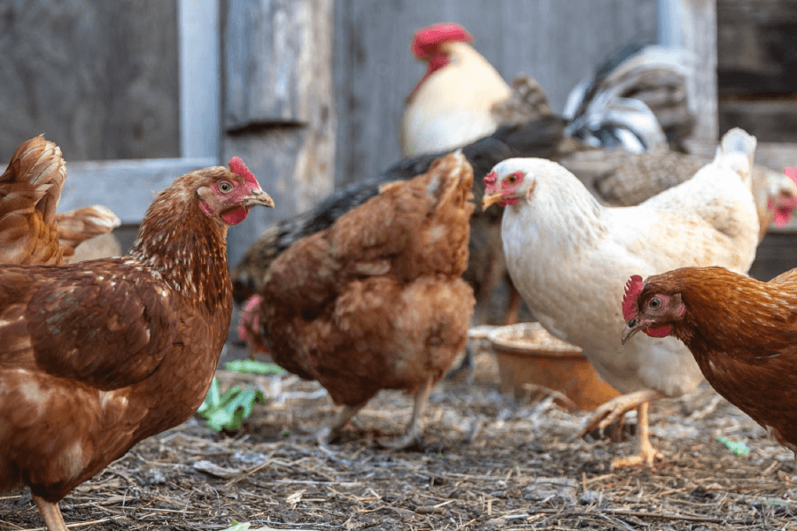 Enjoying our Chatterbox Grower Pellets.  Ideal nutrition for growing birds. A complete food for healthy living as they mature.  Cluck, wassup, fly-girls!