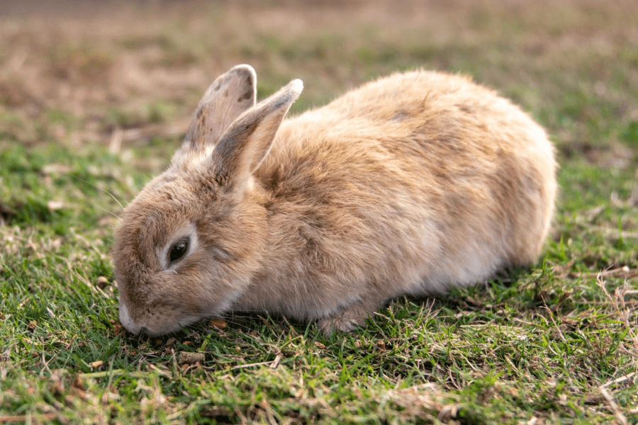 Rabbit Grower Pellets by Ritchie-Smith Feeds