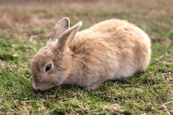 Rabbit Grower 16% Pellets