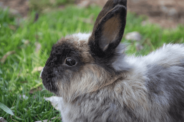 Rabbit Holding 12% Pellets